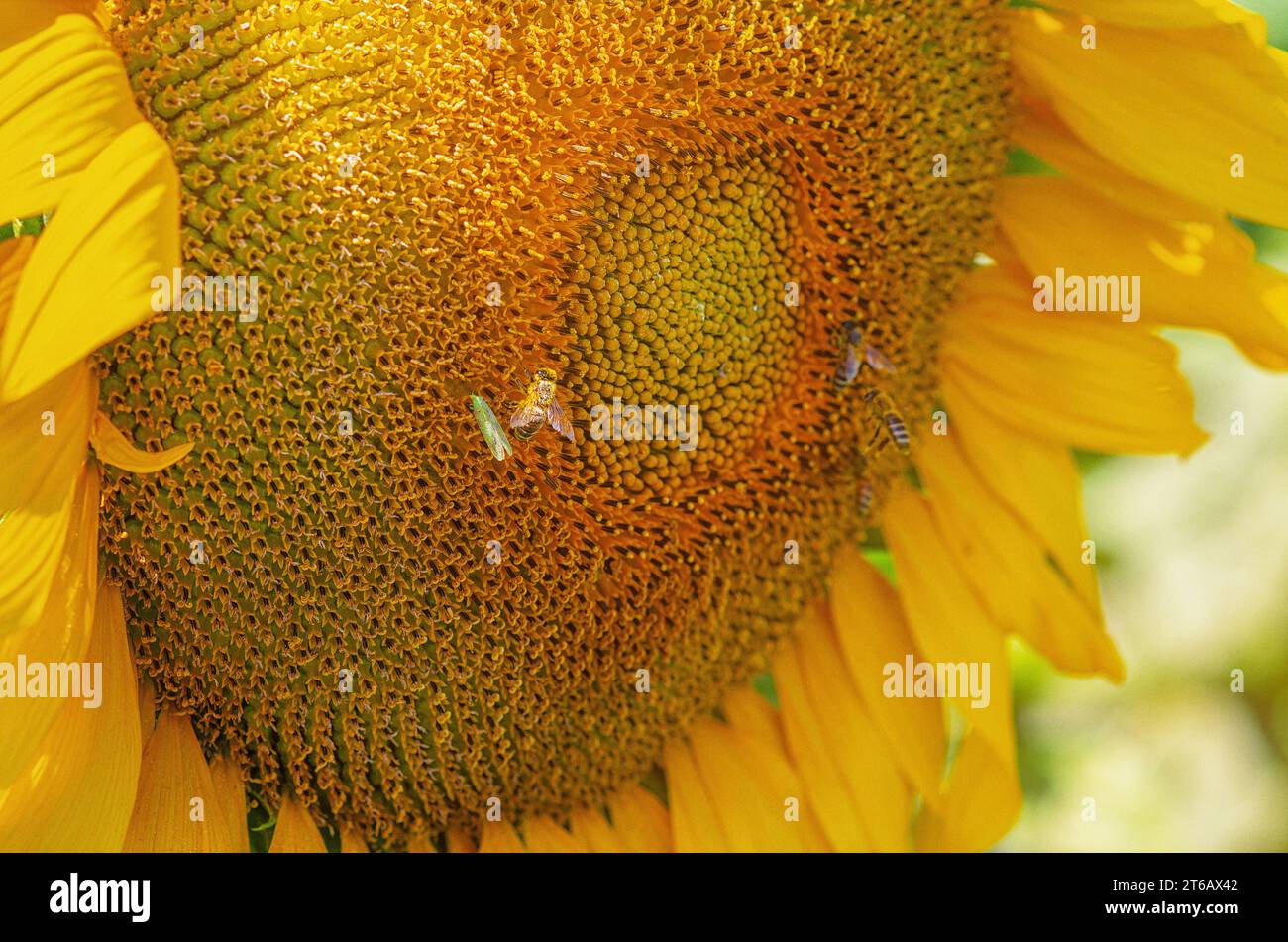 Bees collect pollen on a sunflower flower Stock Photo - Alamy