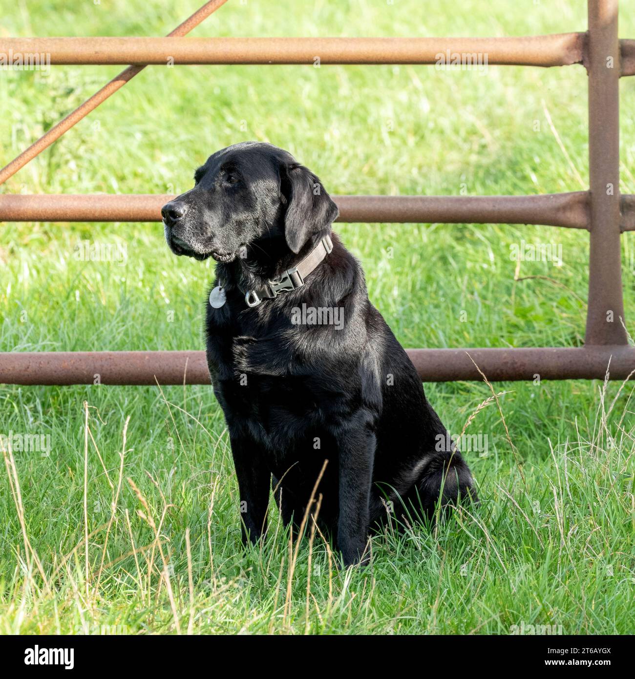 A black labrador retriever sitting next to a rusty metal five barred gate. Stock Photo