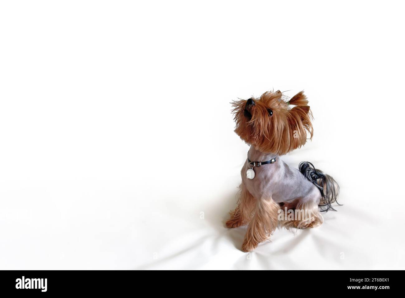 Cute Yorkshire Terrier looks up Stock Photo
