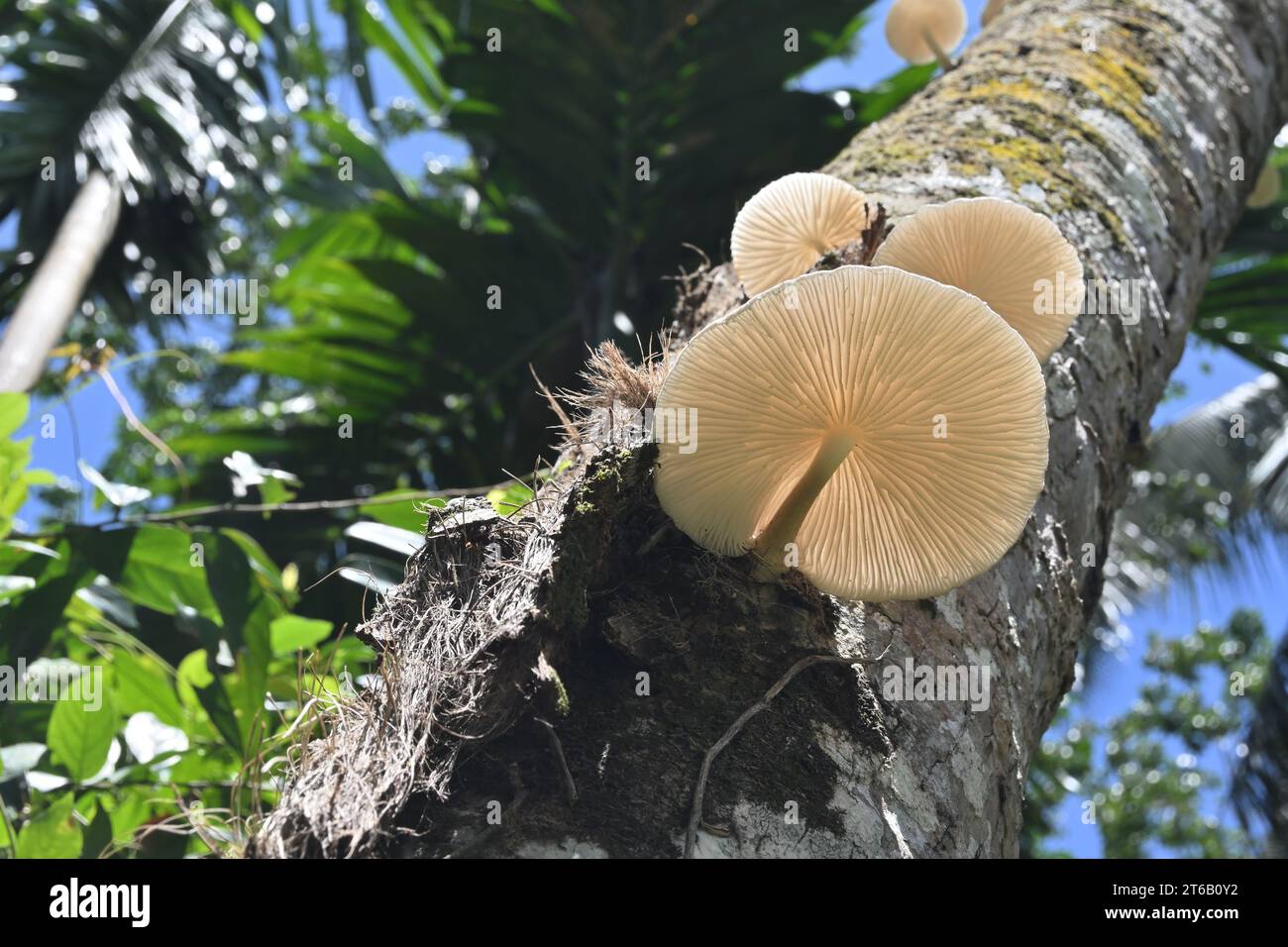 Underside view of a Oudemansiella genus large white cap mushroom blooming on the surface of a dead coconut stem Stock Photo