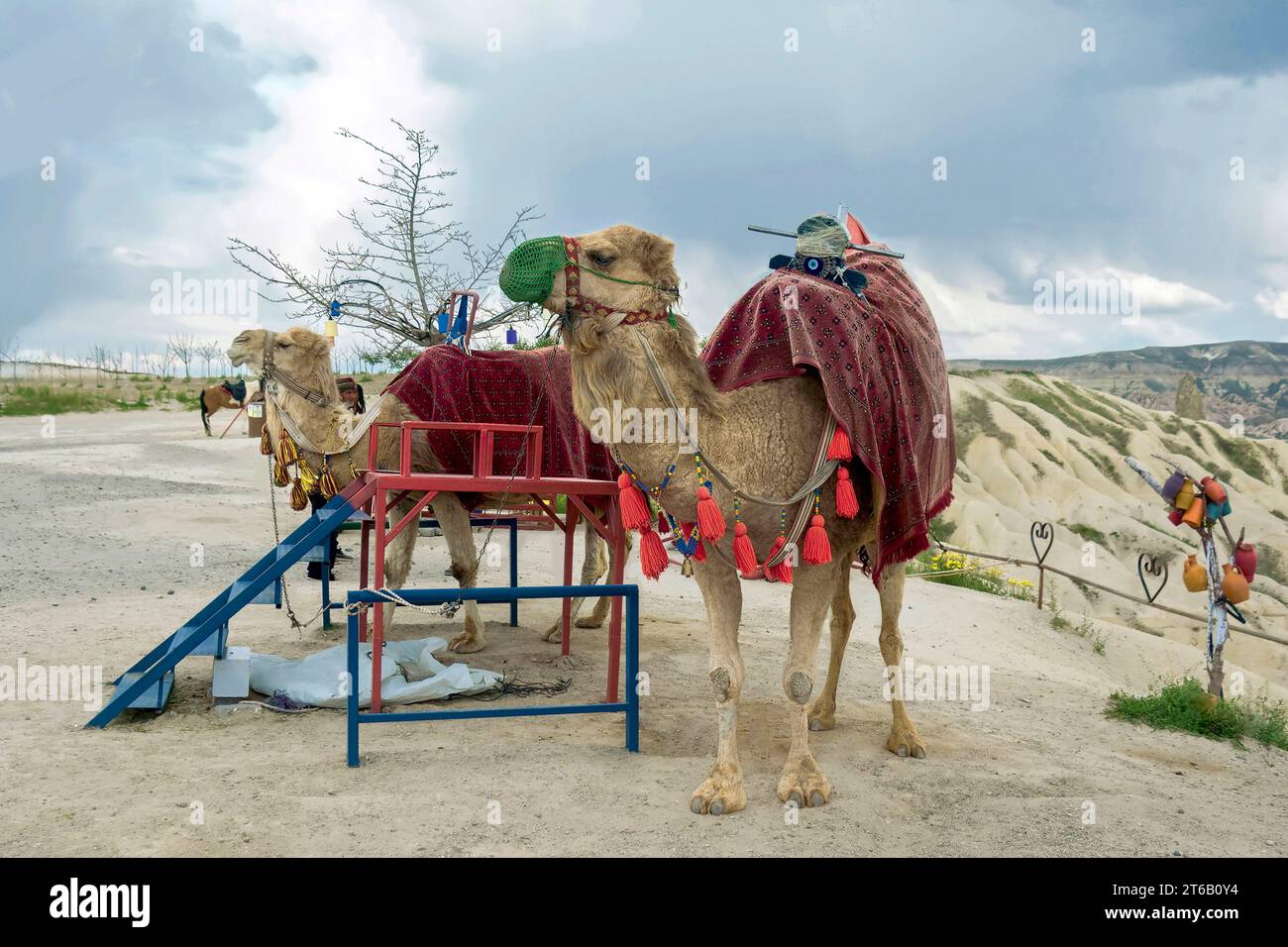 camel for riding Cappadocia Stock Photo - Alamy