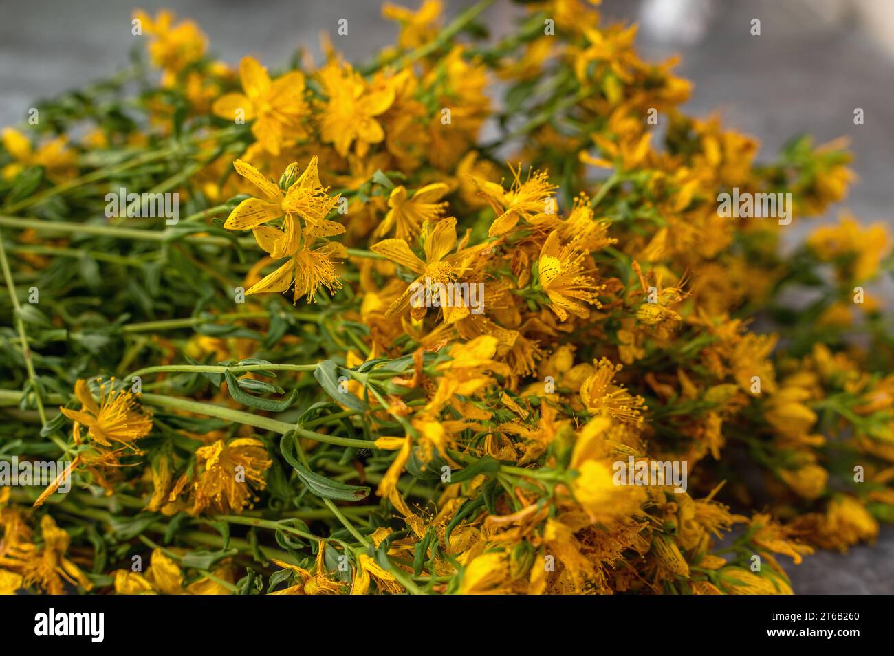 medicinal herb St. John's wort is prepared for drying. twigs and dried flowers of St. John's wort on a gray background. Stock Photo