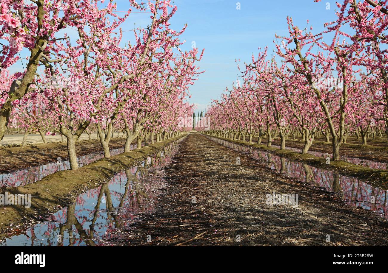 Peach orchard alley, California Stock Photo Alamy