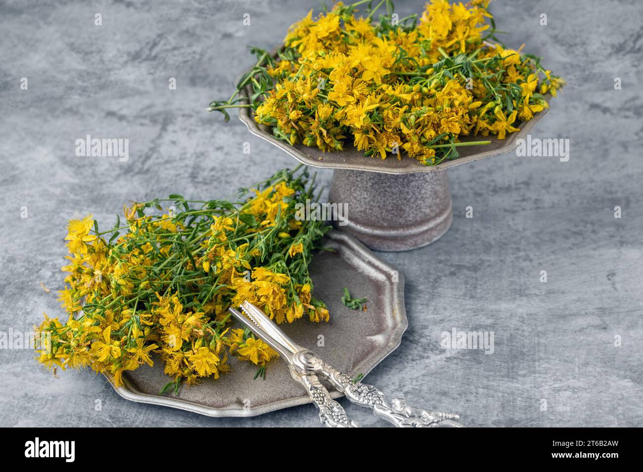 medicinal herb St. John's wort is prepared for drying. twigs and dried flowers of St. John's wort lie on a metal tray with handles and beautiful antiq Stock Photo