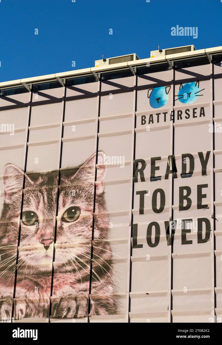 Cat Picture, Ready to be Loved, Battersea Dogs and Cats Home, Nine Elms