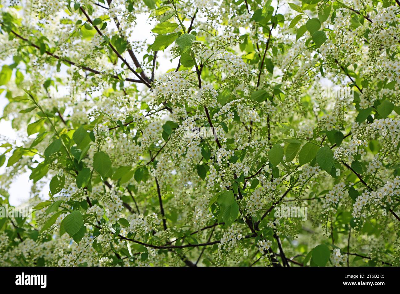 Blooming Black cherry tree Stock Photo