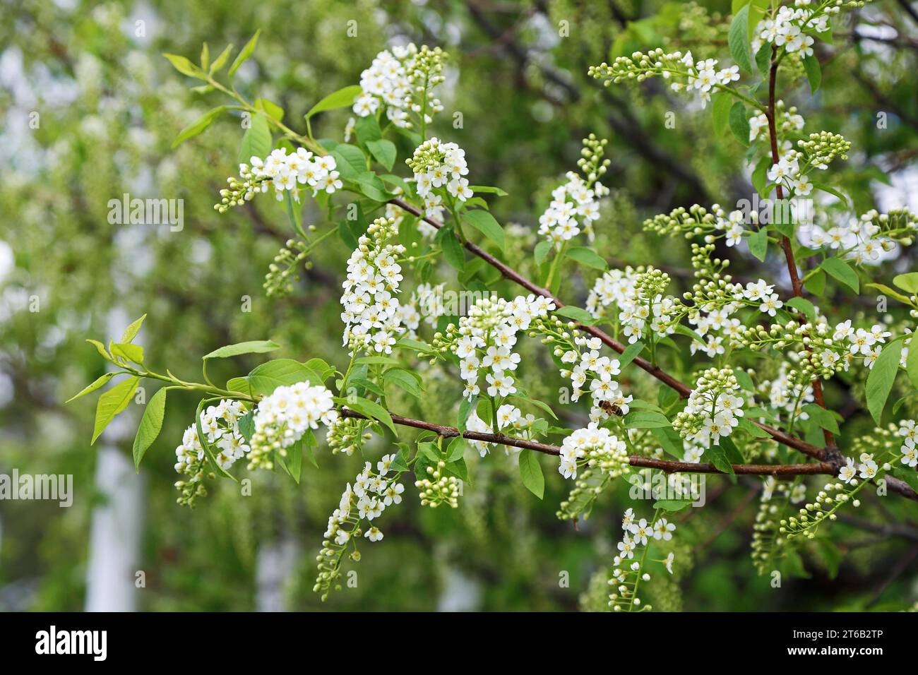 The branch with Black cherry blossom Stock Photo - Alamy