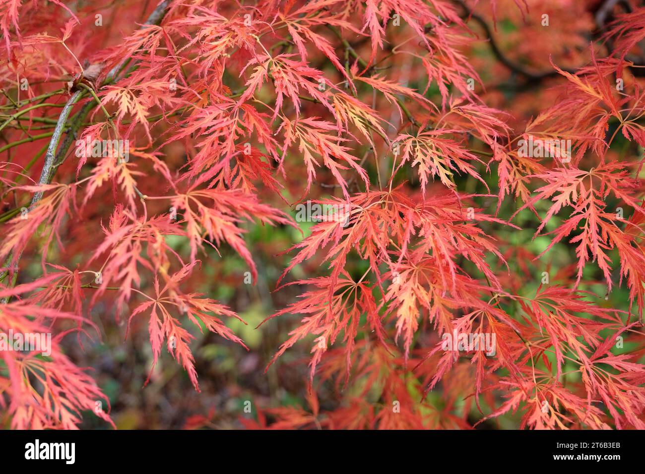 The Red And Orange Dissected Leaves Of The Acer Palmatum Dissectum ...