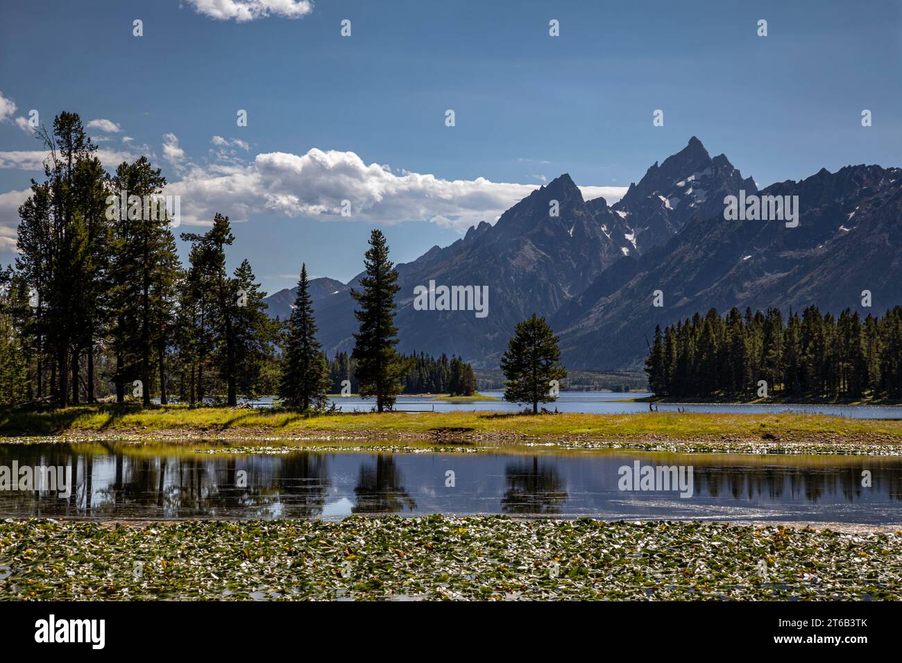 WY05671-00...WYOMING - Lily pads on Heron Pond on Little Mackinaw Bay off Jackson Lake in Grand Teton National Park. Stock Photo