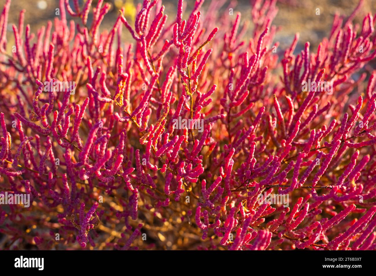the bright red color of the saltwort plant growing in salty soils Stock