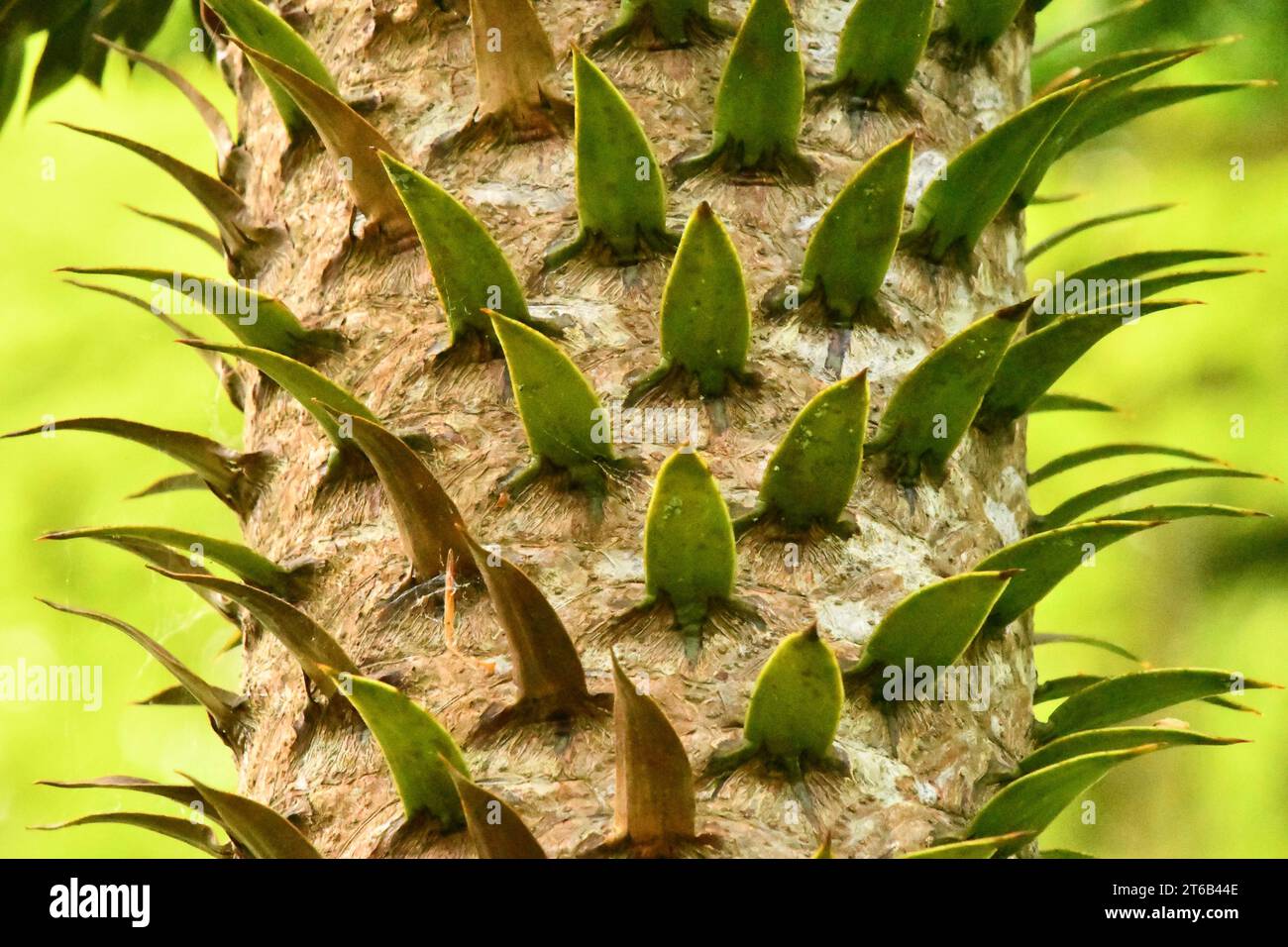 Monkey puzzle tree in the Woodstock Gardens and Arboretum Stock Photo