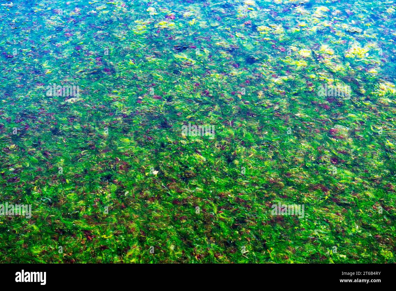 Green seaweed in the ocean. The surface of the sea is covered with