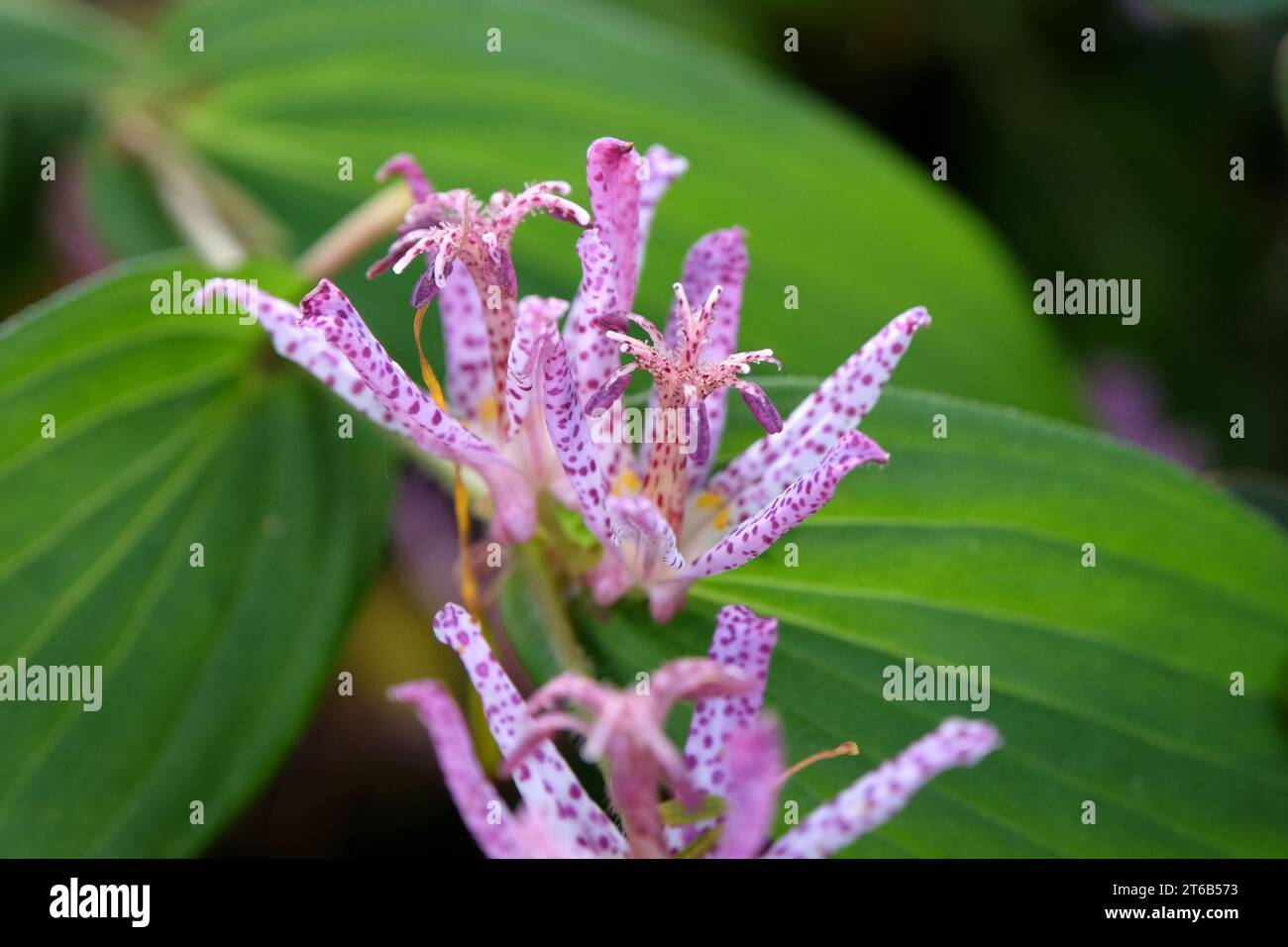 Purple and white speckled Tricyrtis hirta, the Japanese toad lily or hairy toad lily in flower. Stock Photo