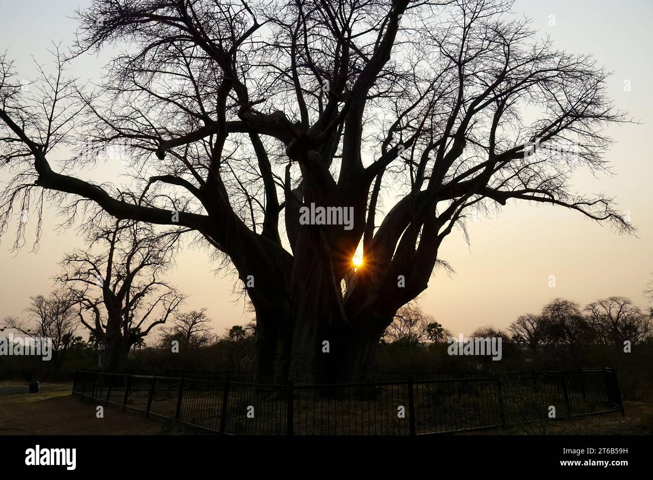 African baobab, Afrikanischer Baobab, Baobab africain, Adansonia ...