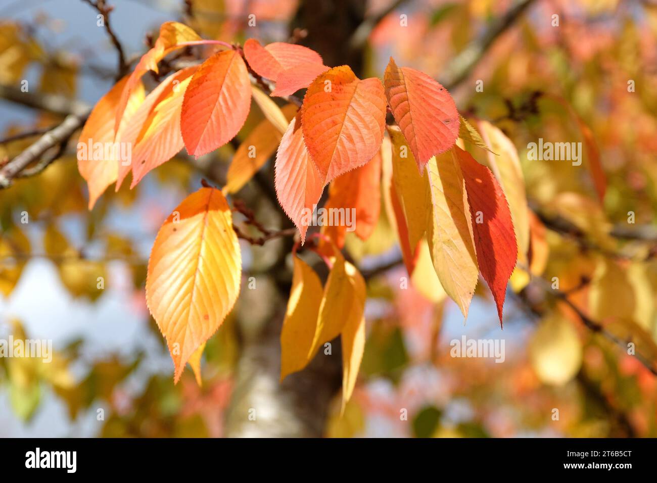 The orange and yellow autumn leaves of the Prunus yedoensis, also known as a Yoshino cherry tree. Stock Photo