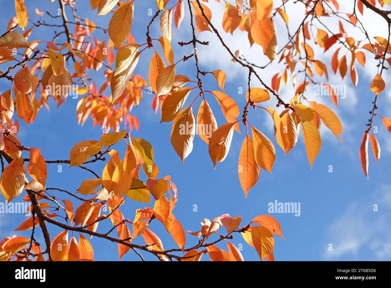 The orange and yellow autumn leaves of the Prunus yedoensis, also known as a Yoshino cherry tree. Stock Photo