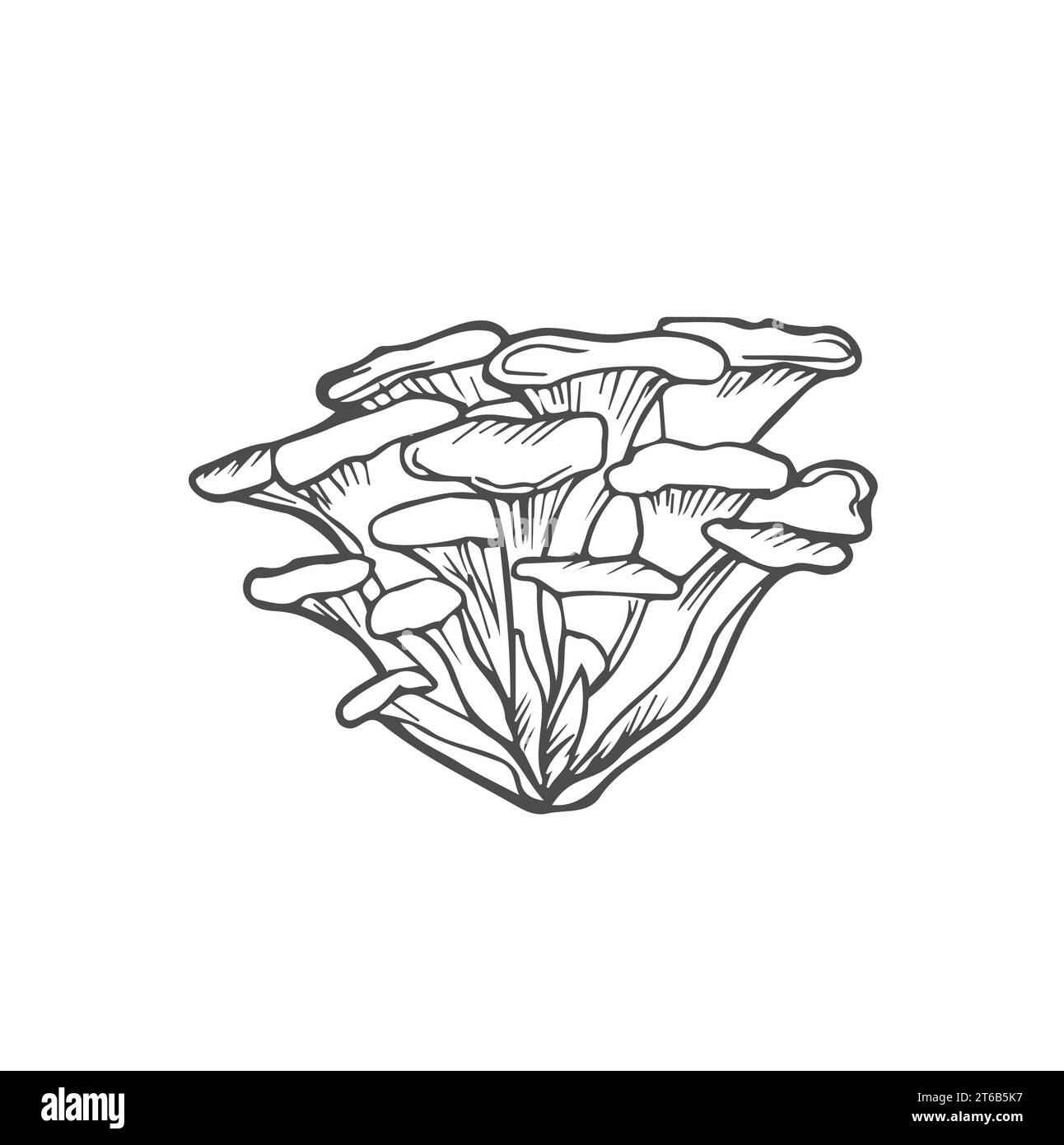 Doodle Maitake mushrooms hand drawn vector sketch, isolated on white