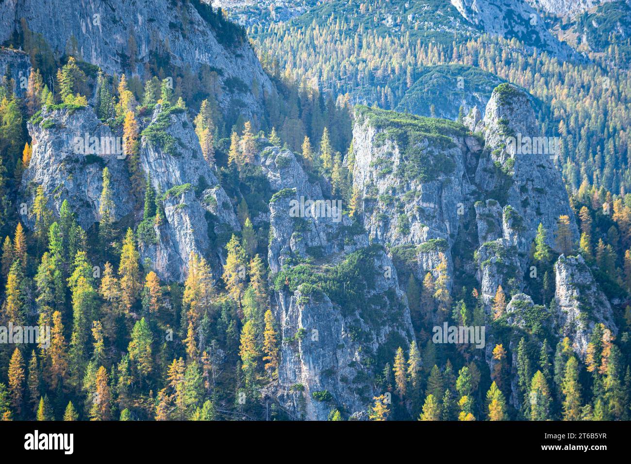 Autumnnal larch trees growing on steep rocks Stock Photo