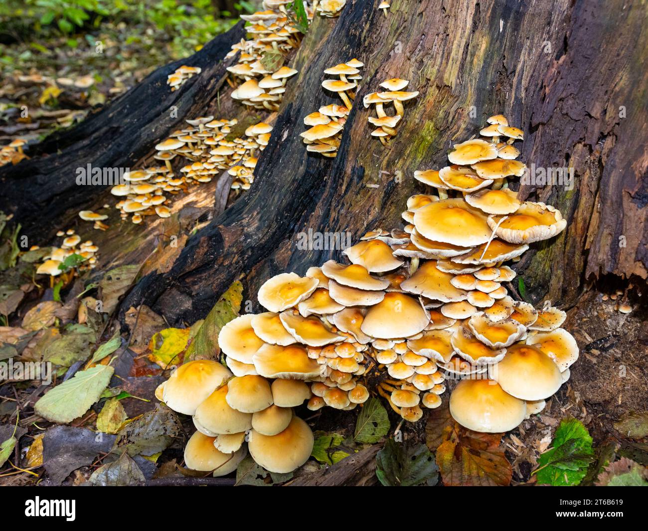 Many yellow mushrooms on the trunk of a tree Stock Photo