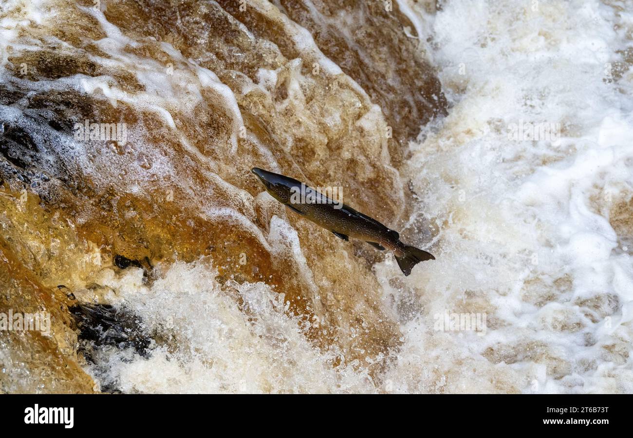 Atlantic Salmon (Salmo salar) jumping up Stainton Foss, a waterfall on the upper reaches of the river Ribble in the Yorkshire Dales National Park, UK. Stock Photo