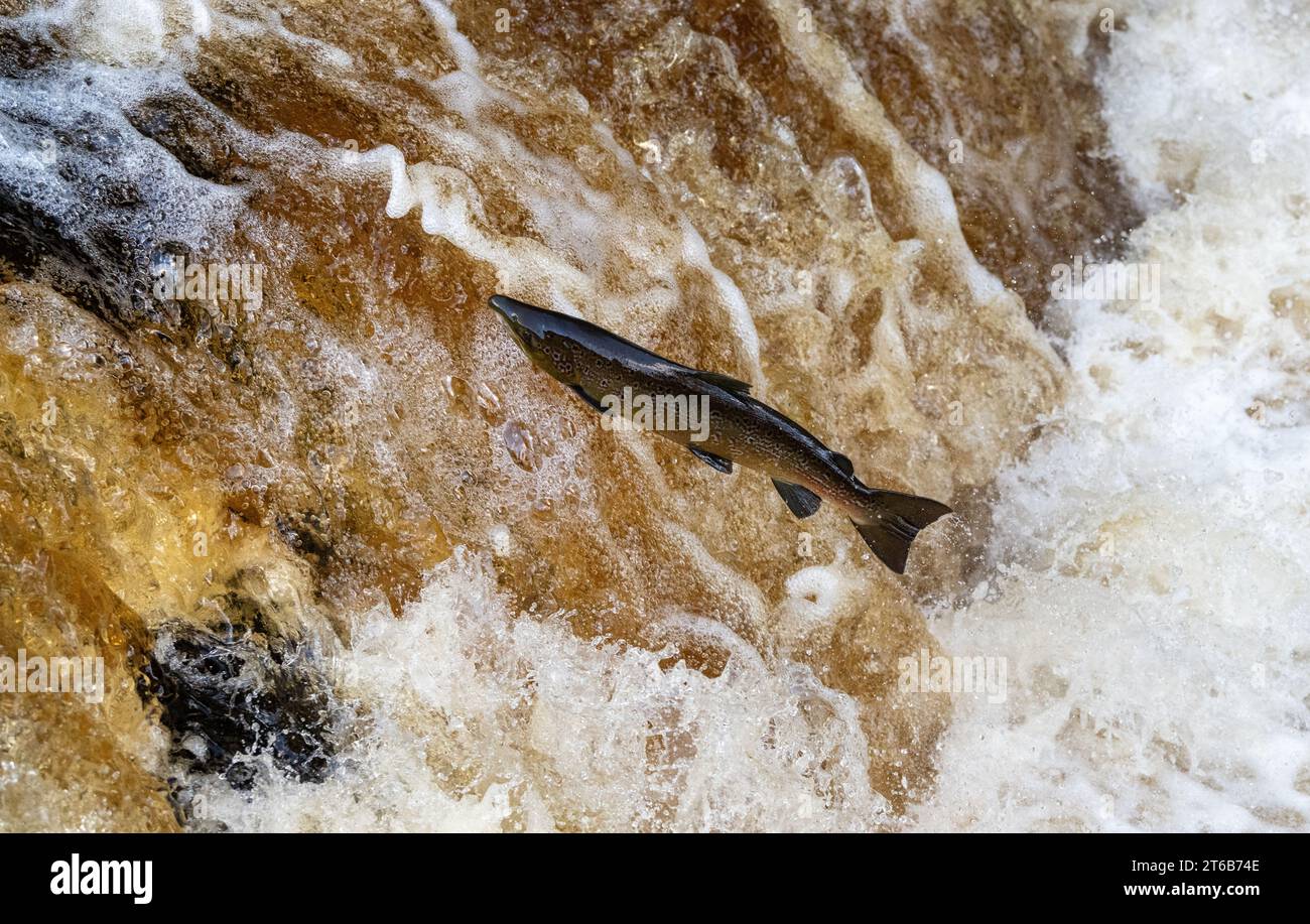 Atlantic Salmon (Salmo salar) jumping up Stainton Foss, a waterfall on