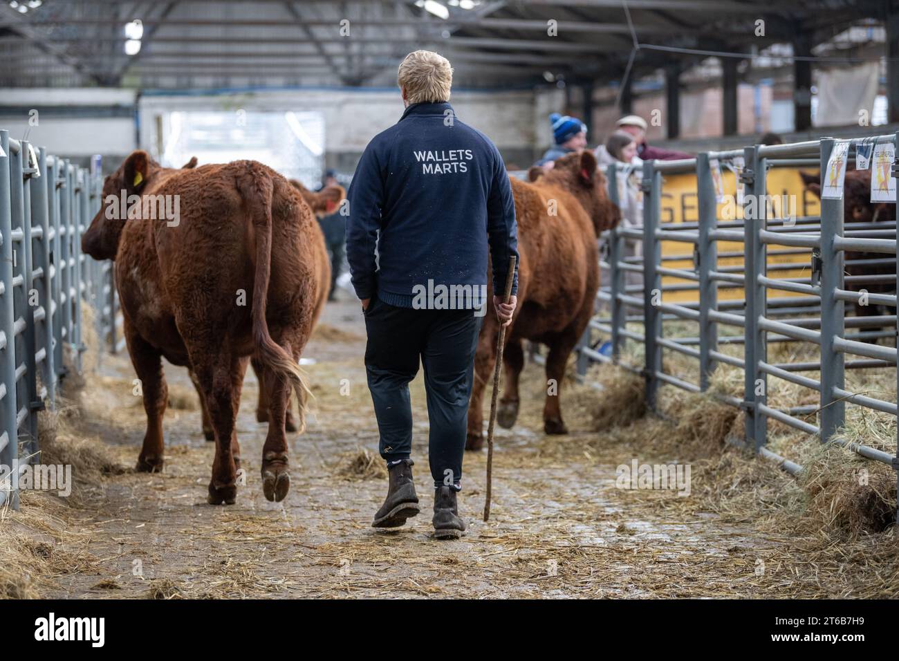Pedigree Salers beef cattle sale at Castle Douglas, Scotland Stock Photo