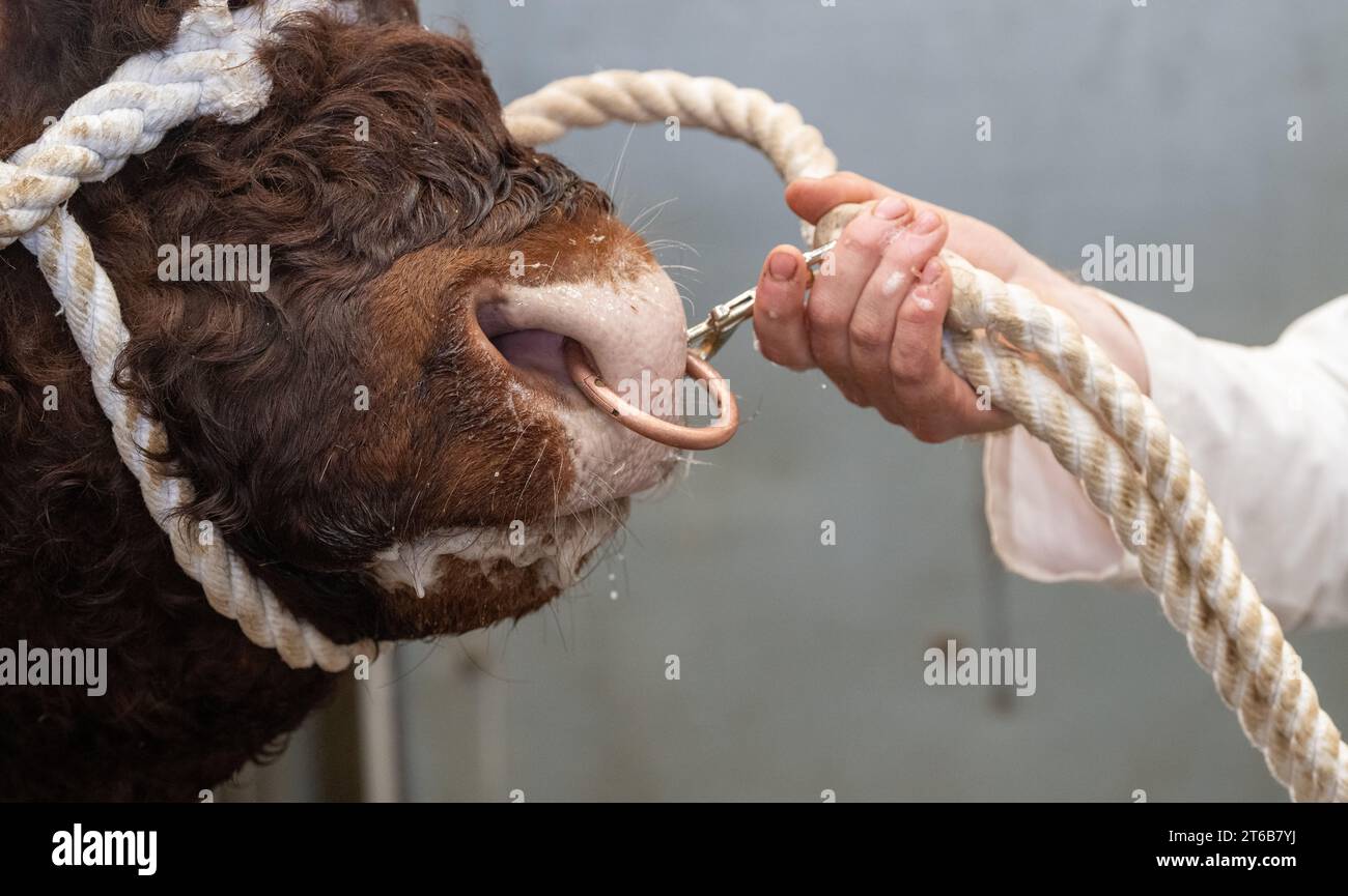 Close up of the nose of a Saler bull, with a nose ring and halter on to control him. Scotland, UK. Stock Photo