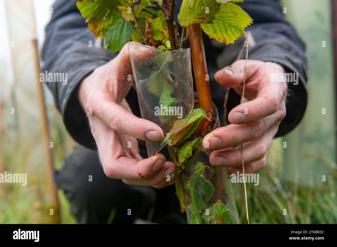 Farmer planting trees hi-res stock photography and images - Alamy