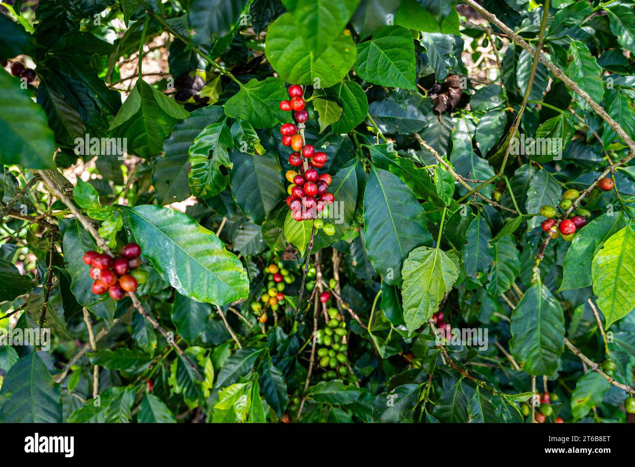 Closeup view of a creen coffee bean plantation in Costa Rica Stock Photo