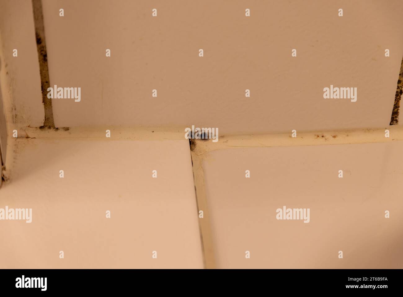 Bathroom tiles with mold in the grout Stock Photo Alamy