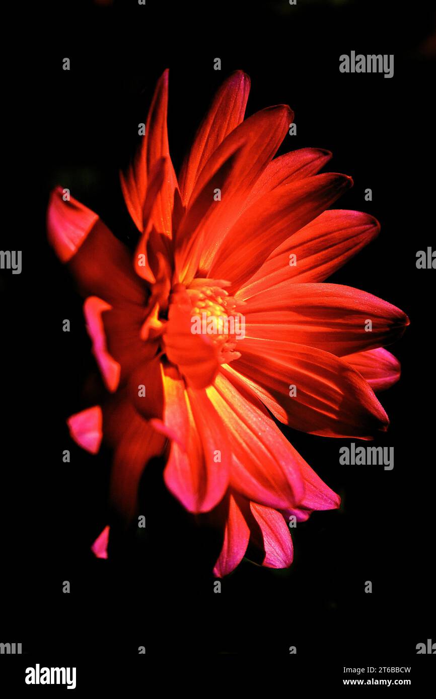 Vibrant Daisy Flower, Pink in Color, On a Black background Stock Photo