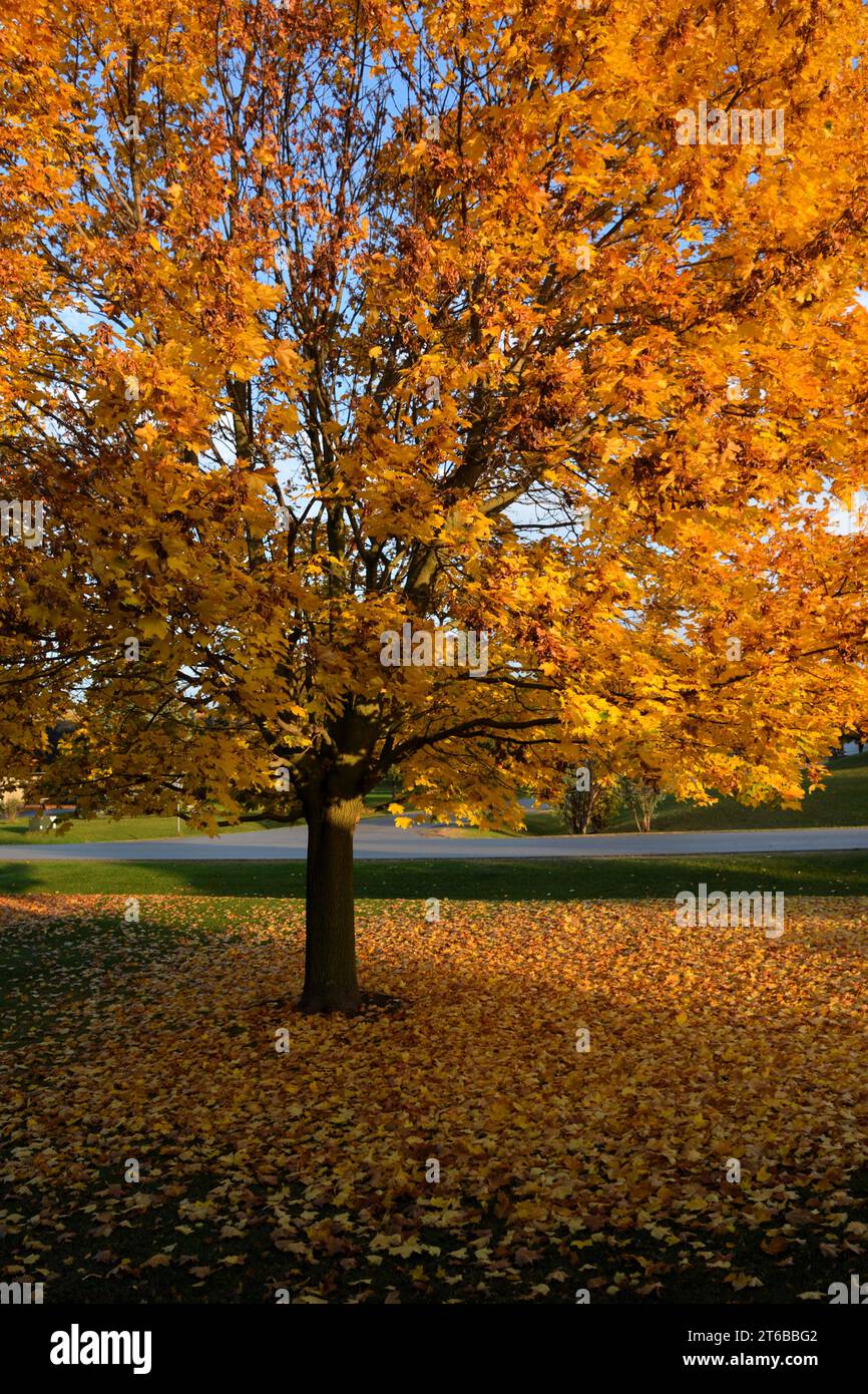 A maple tree shows the beautiful summer to autumn transformation as the