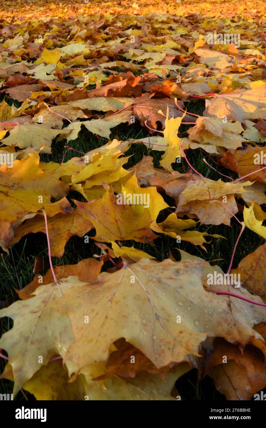 Brilliant golden yellow maple leaves spread out on the ground signaling the start of Autumn in Canada. Stock Photo