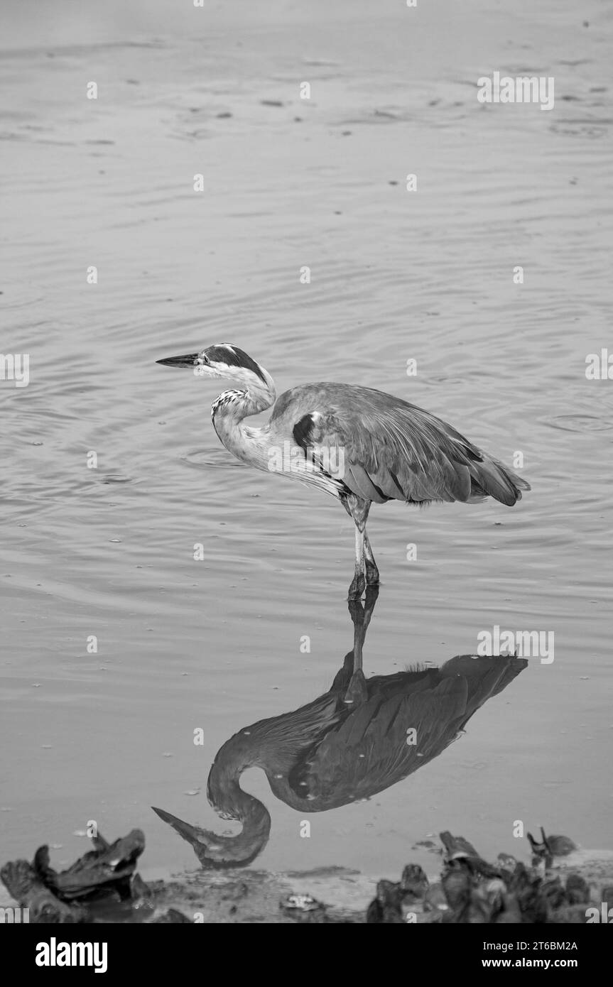 Southern states of USA add a cultural feel to the images Stock Photo