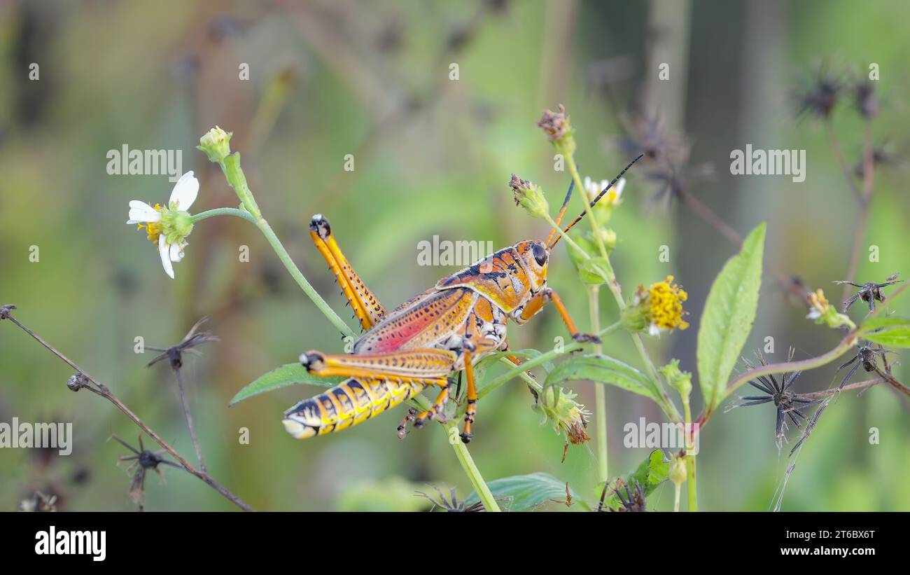 close up of an eastern lubber grasshopper on a bush at the everglades Stock Photo