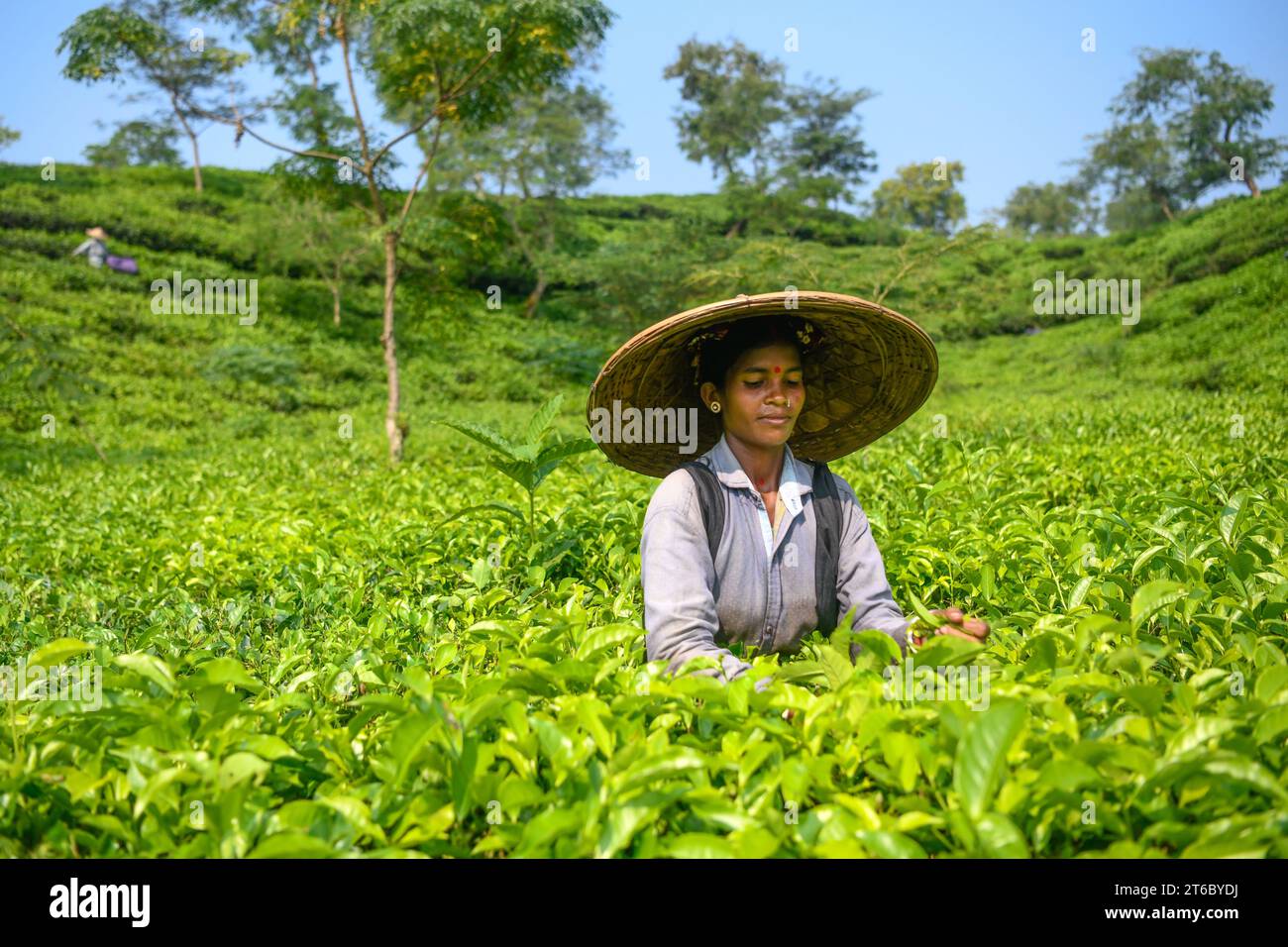 A worker poses for a photo at a Tea Garden in Moulvibazar. Tea Plucking is a specialized skill. Two leaves and a bud need to be plucked in order to get the best taste and in order to make profits. The calculation of daily wage is 170tk (1.60$) for plucking at least 22-23 kg leaves per day for a worker. The area of Sylhet has over 150 gardens including three of the largest tea gardens in the world both in area. Nearly 300,000 workers are employed on the tea estates of which over 75% are women. Working conditions and wages are considered to be very low. Stock Photo