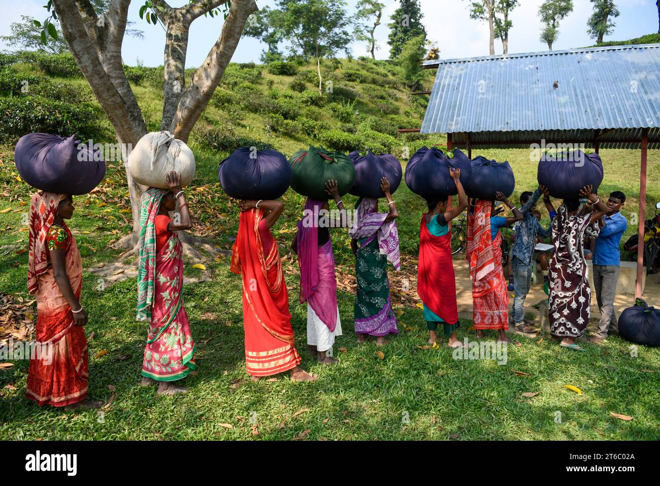 Female workers wait in a queue to deposit their collection with the tea plantation manager inspecting. Tea Plucking is a specialized skill. Two leaves and a bud need to be plucked in order to get the best taste and in order to make profits. The calculation of daily wage is 170tk (1.60$) for plucking at least 22-23 kg leaves per day for a worker. The area of Sylhet has over 150 gardens including three of the largest tea gardens in the world both in area. Nearly 300,000 workers are employed on the tea estates of which over 75% are women. Working conditions and wages are considered to be very low Stock Photo