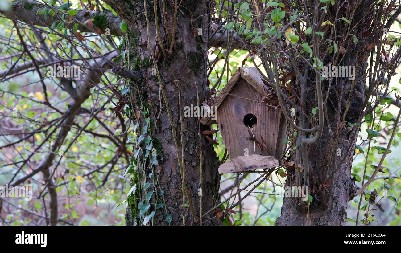 Wood bird house bird nest hanging on a tree with nature tree forest
