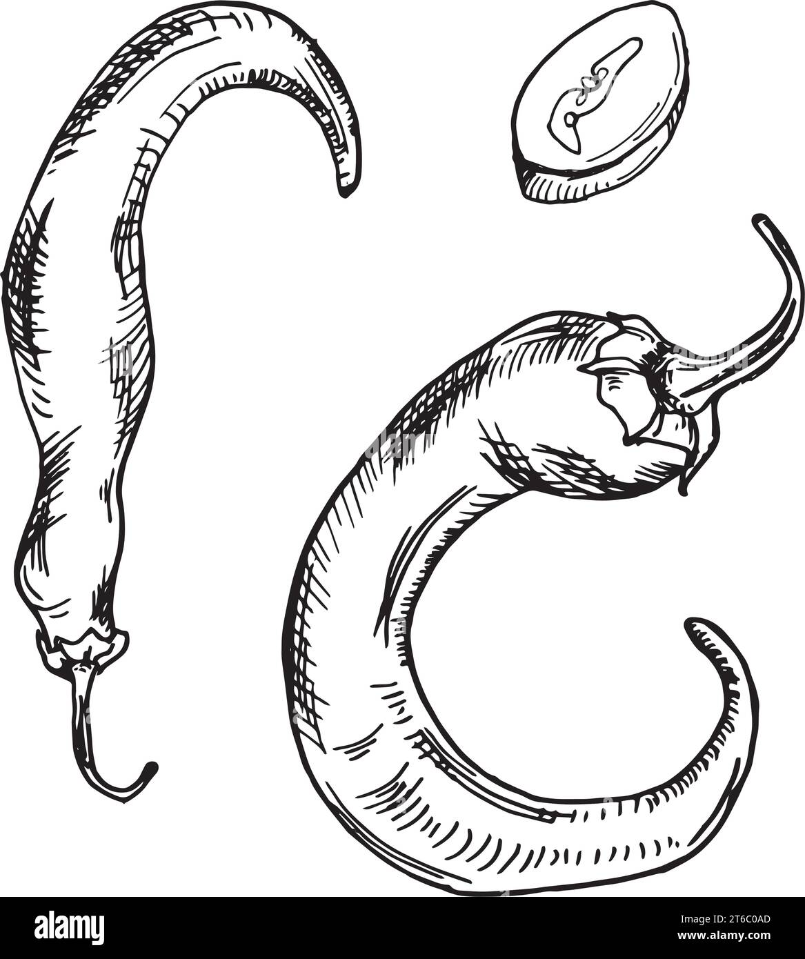 Graphic chili hot pepper illustration isolated on white background