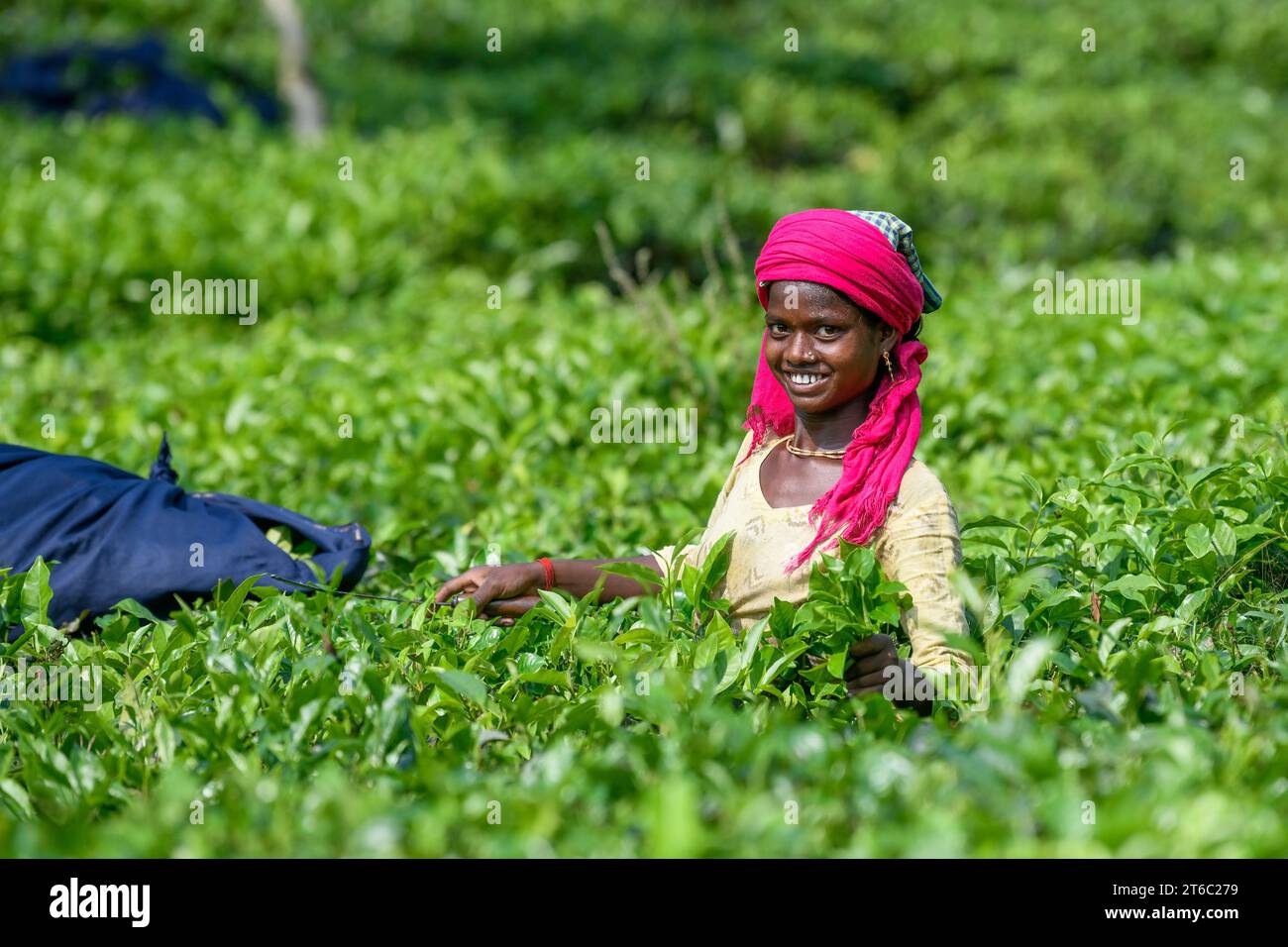 Sylhet, Moulvibazar, Bangladesh. 3rd Nov, 2023. A worker poses for a photo at a Tea Garden in Moulvibazar. Tea Plucking is a specialized skill. Two leaves and a bud need to be plucked in order to get the best taste and in order to make profits. The calculation of daily wage is 170tk (1.60$) for plucking at least 22-23 kg leaves per day for a worker. The area of Sylhet has over 150 gardens including three of the largest tea gardens in the world both in area. Nearly 300,000 workers are employed on the tea estates of which over 75% are women. Working conditions and wages are considered to be v Stock Photo