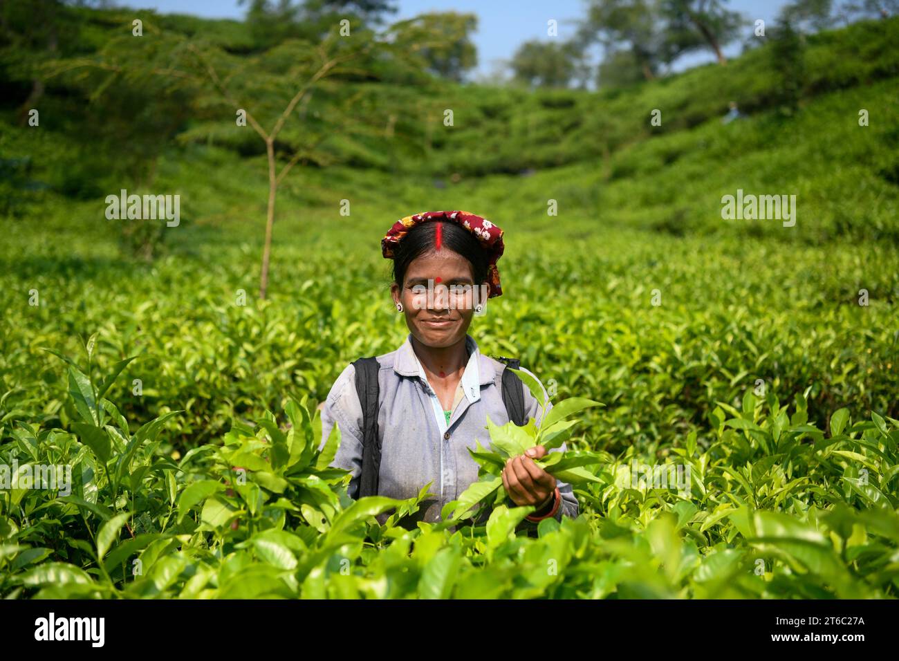 Sylhet, Moulvibazar, Bangladesh. 3rd Nov, 2023. A worker poses for a photo at a Tea Garden in Moulvibazar. Tea Plucking is a specialized skill. Two leaves and a bud need to be plucked in order to get the best taste and in order to make profits. The calculation of daily wage is 170tk (1.60$) for plucking at least 22-23 kg leaves per day for a worker. The area of Sylhet has over 150 gardens including three of the largest tea gardens in the world both in area. Nearly 300,000 workers are employed on the tea estates of which over 75% are women. Working conditions and wages are considered to be v Stock Photo