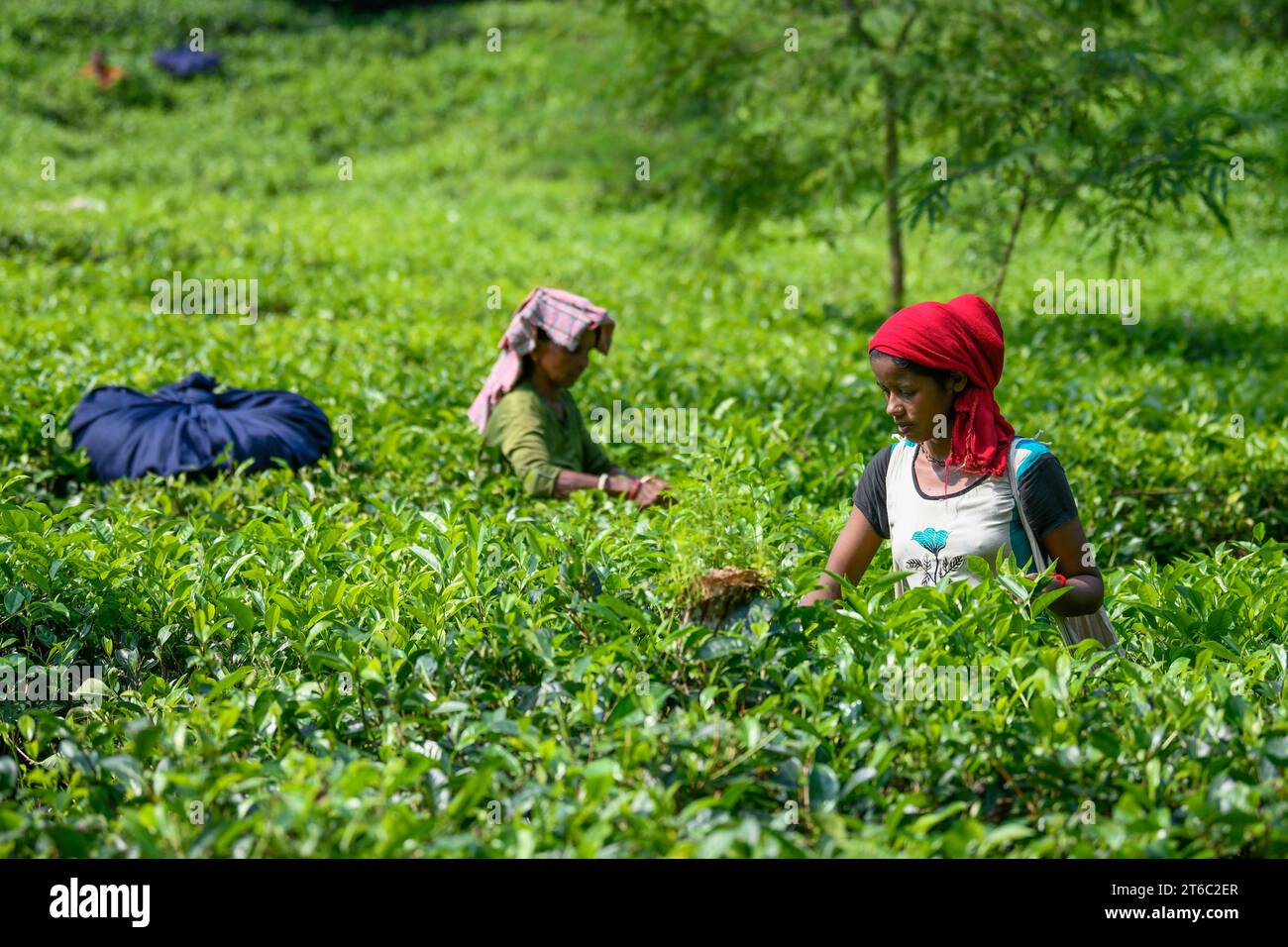 Sylhet, Moulvibazar, Bangladesh. 3rd Nov, 2023. Female workers seen plucking tea leaves from a tea garden in Moulvibazar. Tea Plucking is a specialized skill. Two leaves and a bud need to be plucked in order to get the best taste and in order to make profits. The calculation of daily wage is 170tk (1.60$) for plucking at least 22-23 kg leaves per day for a worker. The area of Sylhet has over 150 gardens including three of the largest tea gardens in the world both in area. Nearly 300,000 workers are employed on the tea estates of which over 75% are women. Working conditions and wages are con Stock Photo