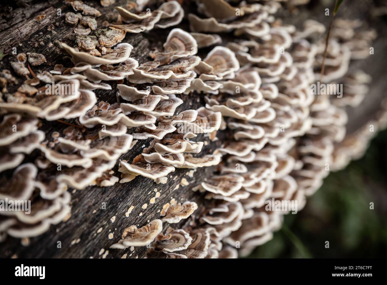 Picture of a wood decay fungus, a turkey tail mushroom. A wood-decay or xylophagous fungus is any species of fungus that digests moist wood, causing i Stock Photo