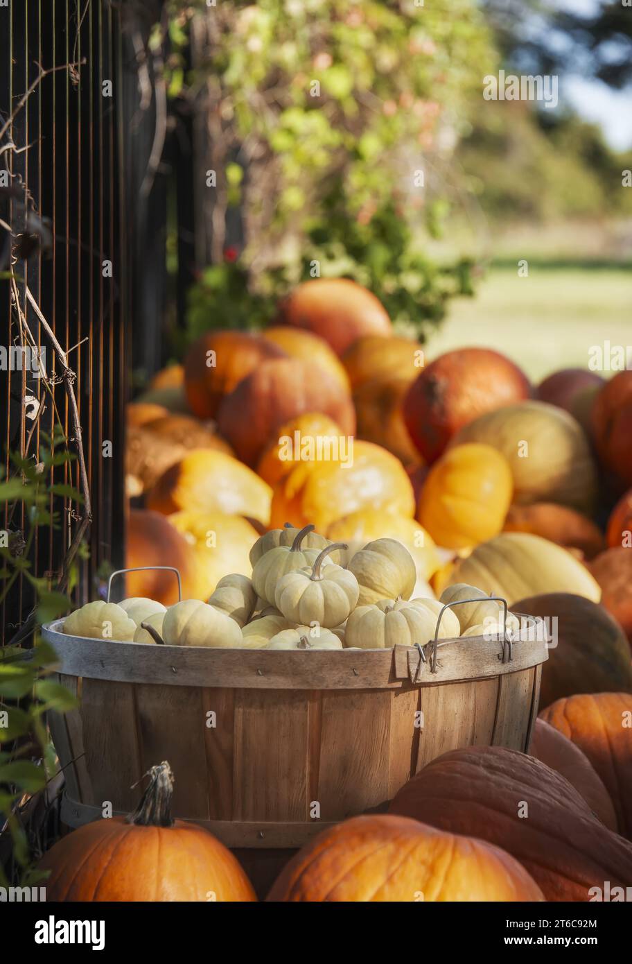 White mini pumpkins in a wood basket on a sunny autumn day in the garden. Basket surrounded by pumpkins. Autumn harvesting concept. Stock Photo