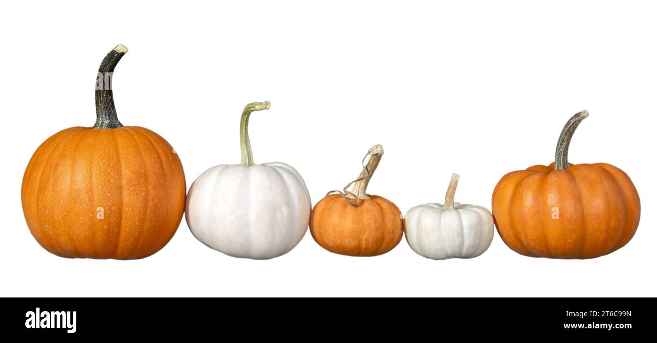Assortment of pumpkins in a row, isolated on white background. Stock Photo