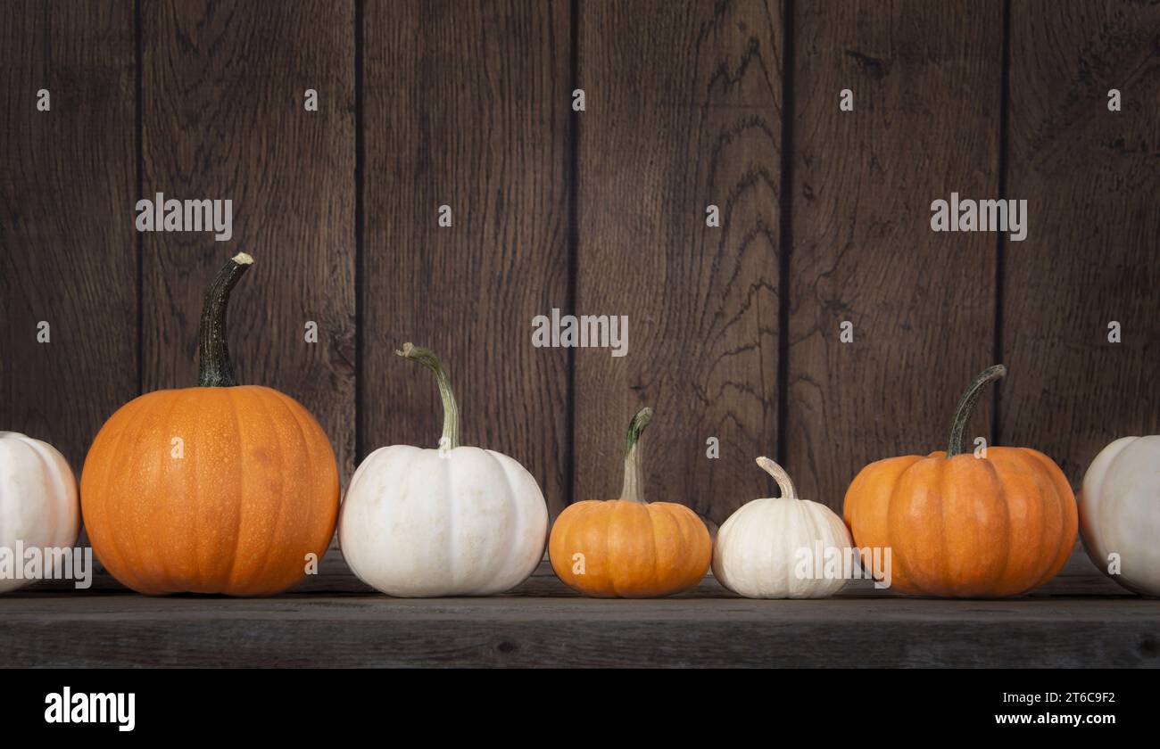 Assortment of pumpkins in a row against rustic wooden background, copy space Stock Photo