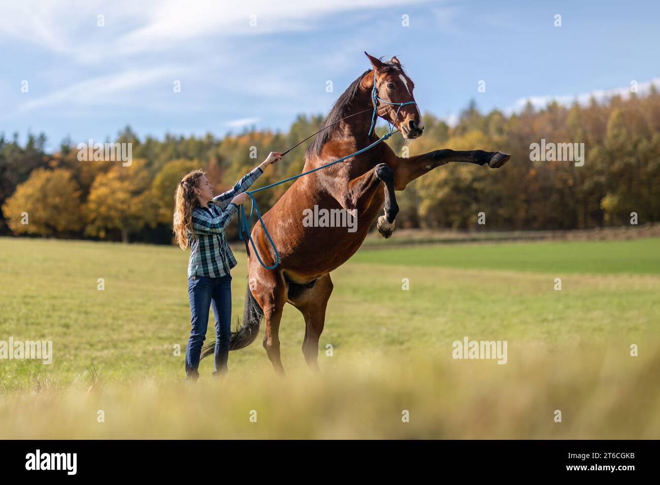 A young female equestrian showing a trick with her bay brown trotter horse, rearing horse, natural horsemanship and horse training concept Stock Photo