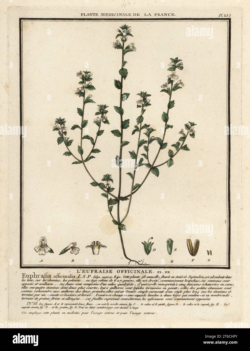 Eyebright or eyewort, Euphrasia rostkoviana. Leufraise officinale, Euphrasia officinalis. Copperplate engraving printed in three colours by Pierre Bulliard from his Herbier de la France, ou collection complete des plantes indigenes de ce royaume, Didot jeune, Debure et Belin, 1780-1793. Stock Photo