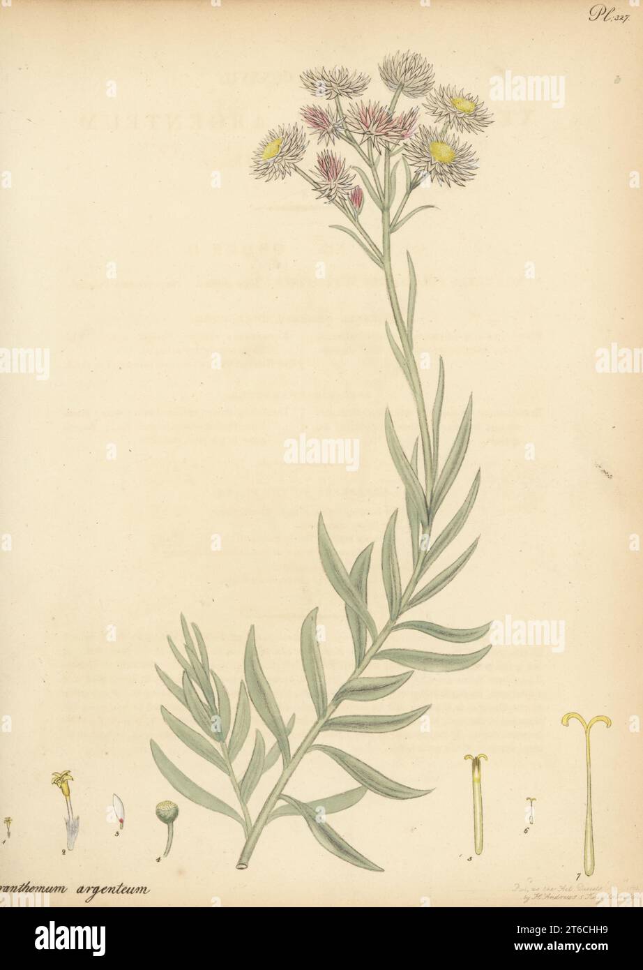 Chaff flower, Achyranthemum argenteum. Silvery everlasting-flower, Xeranthemum argenteum. Native of South Africa. From the collection of Elizabeth Burgoyne, Mrs Montagu Burgoyne, Mark Hall, Essex. Copperplate engraving drawn, engraved and hand-coloured by Henry Andrews from his Botanical Register, Volume 5, self-published in Knightsbridge, London, 1803. Stock Photo