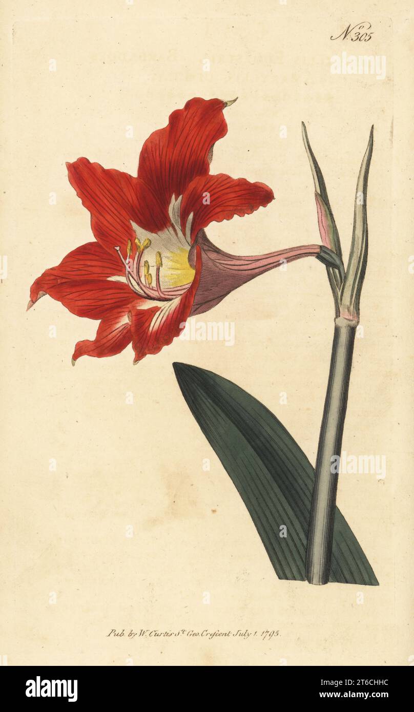 Barbados lily, Hippeastrum puniceum. Amaryllis equestris. Native to the West Indies, introduced by Dr. William Pitcairn in 1778. Handcoloured copperplate engraving after a botanical illustration from William Curtis's Botanical Magazine, Stephen Couchman, London, 1795. Stock Photo